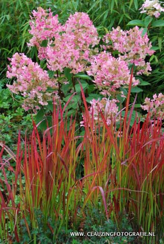 Imperata cylindrica 'Red Baron'