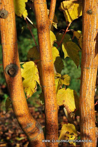 Acer rufinerve 'Erythrocladum'