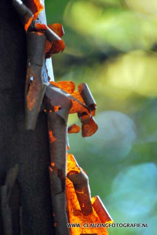 Acer griseum