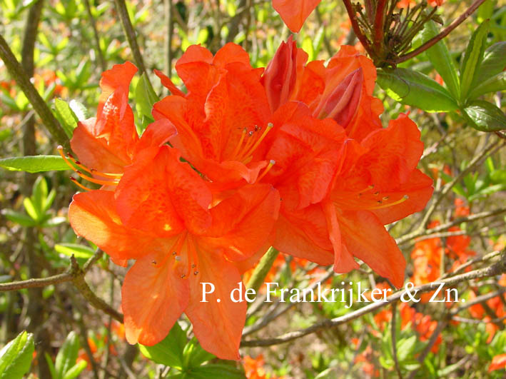 Azalea 'Saturnus'