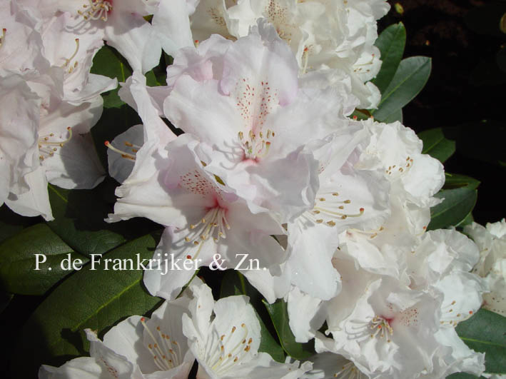 Rhododendron 'Schneekrone'