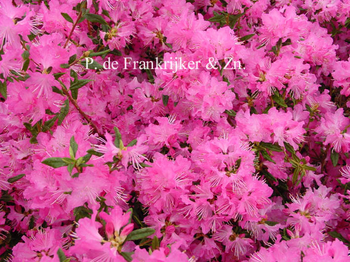 Rhododendron 'Ostara'