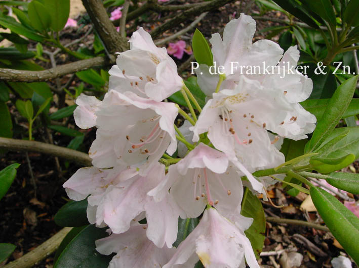 Rhododendron 'Catawbiense Album' (69803)