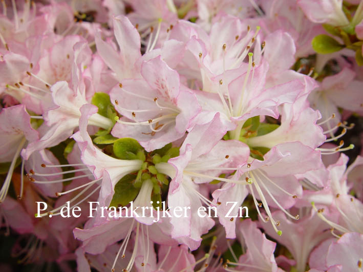 Azalea 'Kuru nagaeshi'