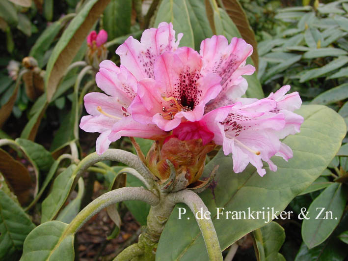 Rhododendron rex fictolacteum