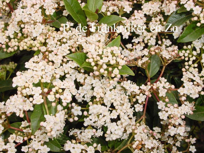 Viburnum tinus 'Eve Price'
