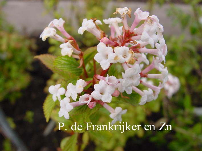 Viburnum farreri 'Fioretta'