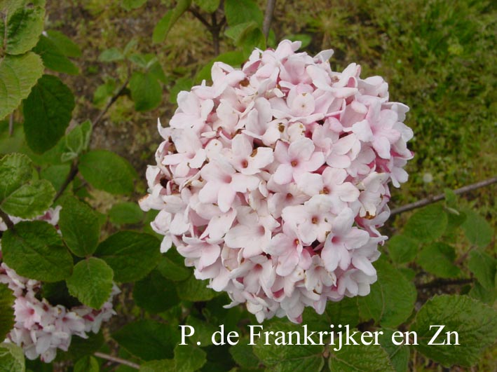 Viburnum carlesii 'Aurora'