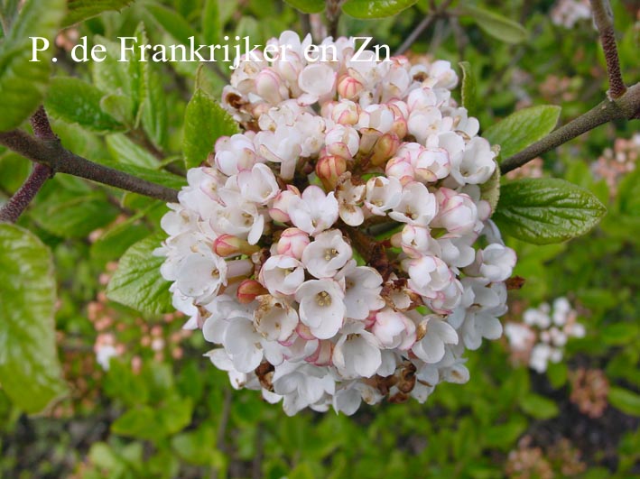 Viburnum burkwoodii 'Anne Russell'