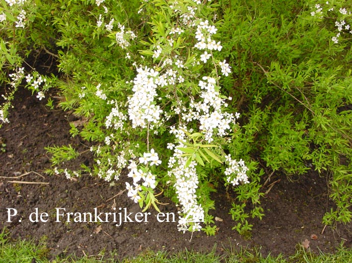 Spiraea thunbergii