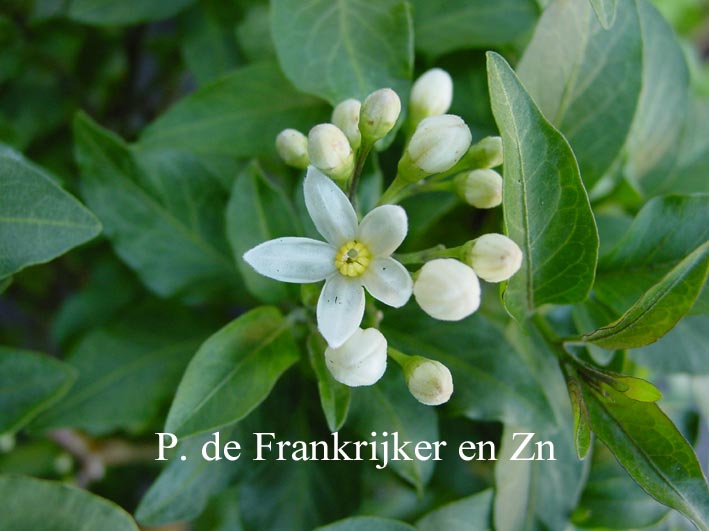 Solanum jasminioides 'Albiflorum'