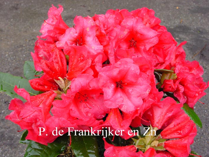 Rhododendron 'Lucie Brand'
