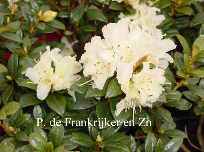 Rhododendron 'Cream Crest'