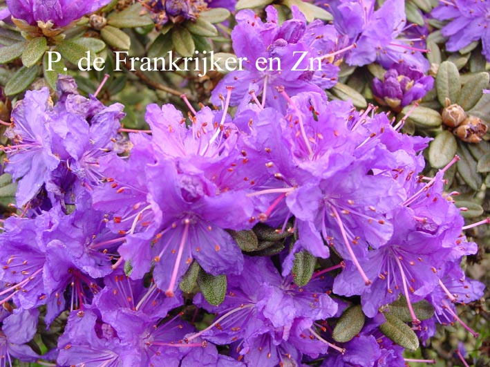 Plantentuin Esveld
