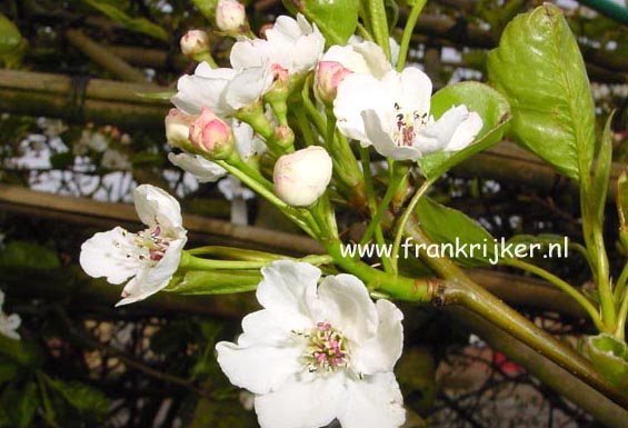 Pyrus calleryana 'Chanticleer'