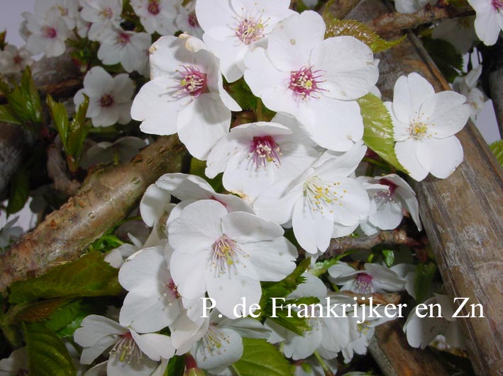 Prunus 'Umineko'