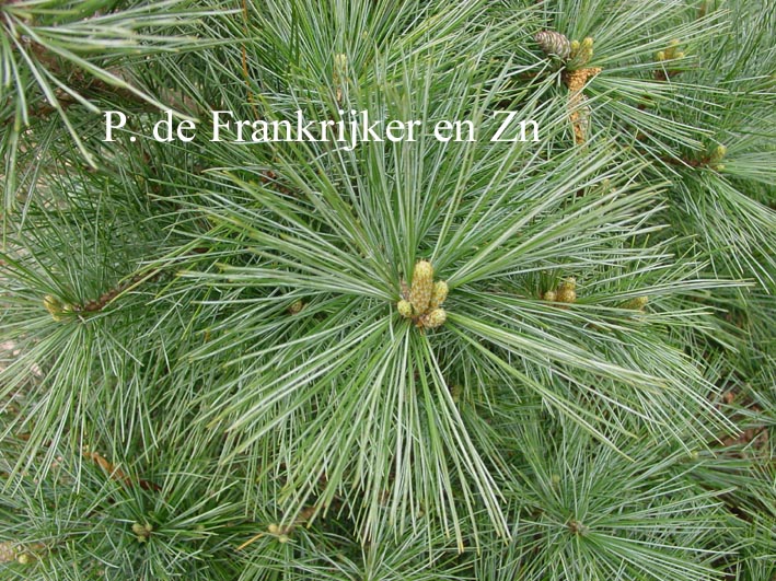 Pinus strobus 'Macopin'
