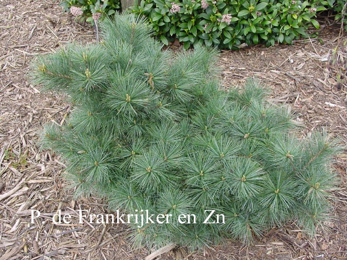 Pinus strobus 'Macopin'