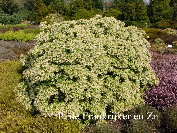 Pieris japonica 'Purity'