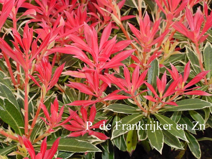 Pieris 'Flaming Silver'