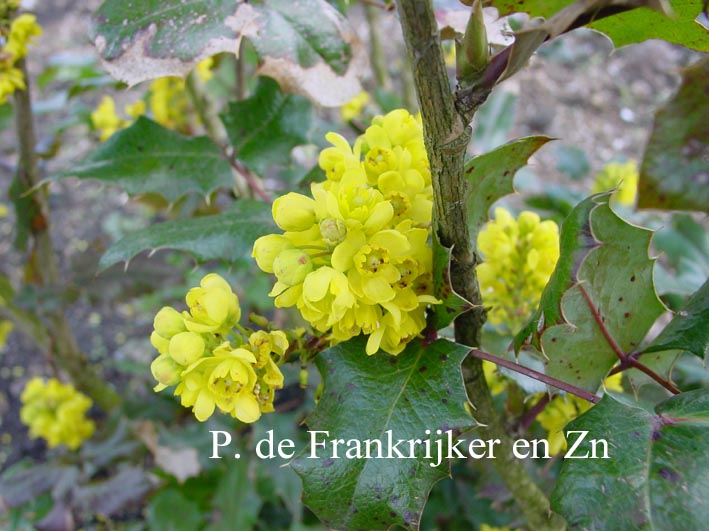 Mahonia wagneri 'Pinnacle'