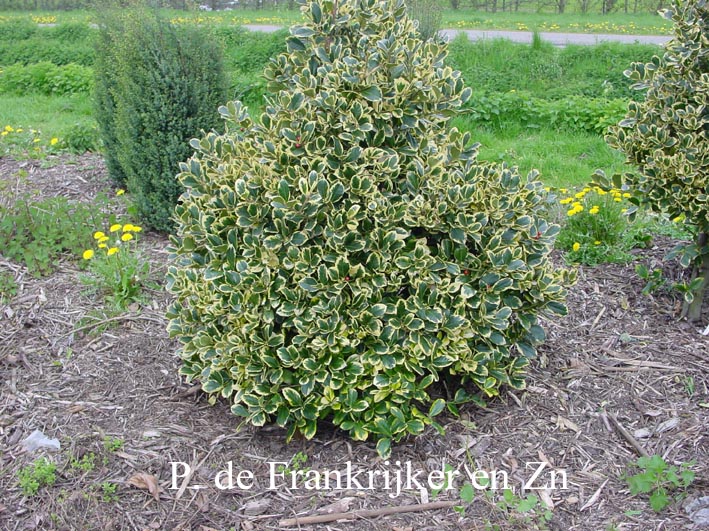 Ilex altaclerensis 'Golden King'