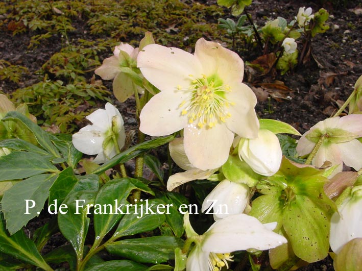 Helleborus viridis