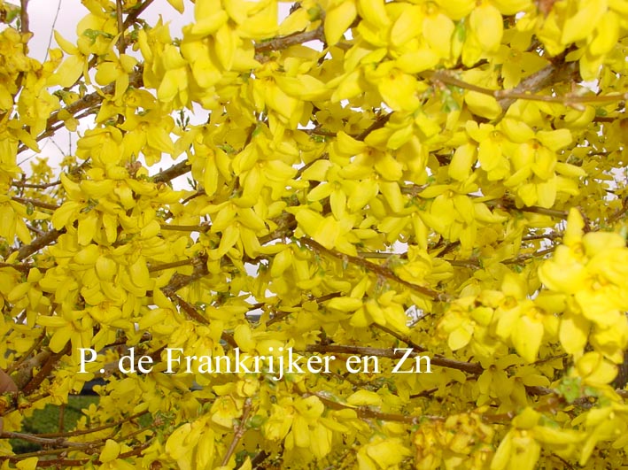 Forsythia intermedia 'Lynwood'