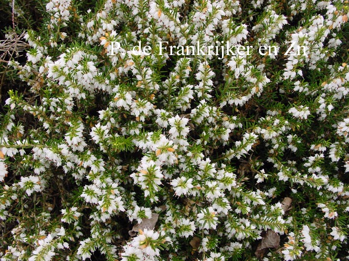 Erica darleyensis 'White Perfection'