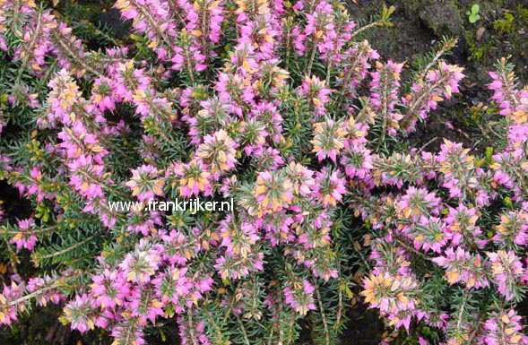 Erica carnea 'Winter Beauty'