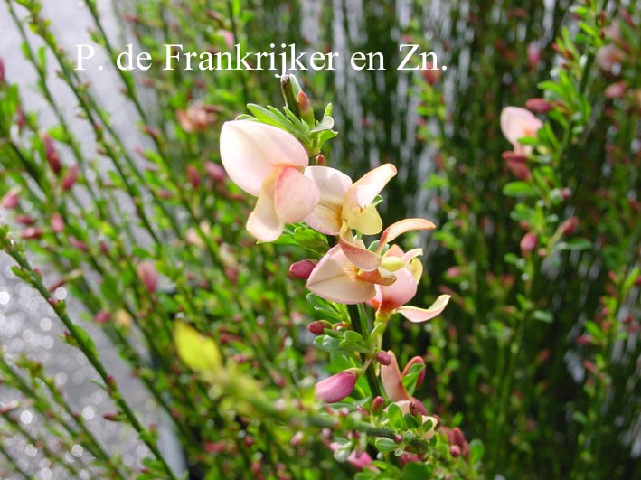 Cytisus 'Zeelandia'