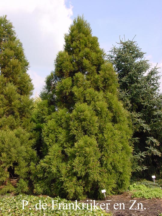 Cryptomeria japonica 'Yoshino'