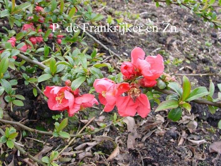 Chaenomeles superba 'Pink Lady'