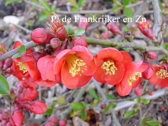 Chaenomeles superba 'Nicoline'