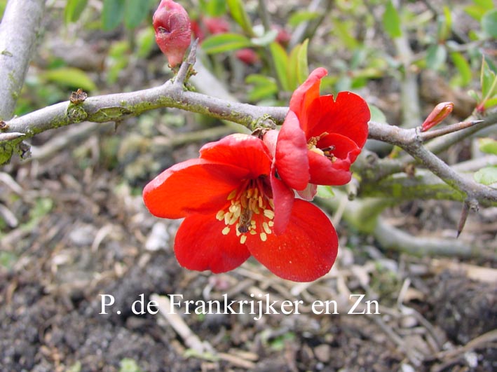 Chaenomeles superba 'Crimson & Gold'