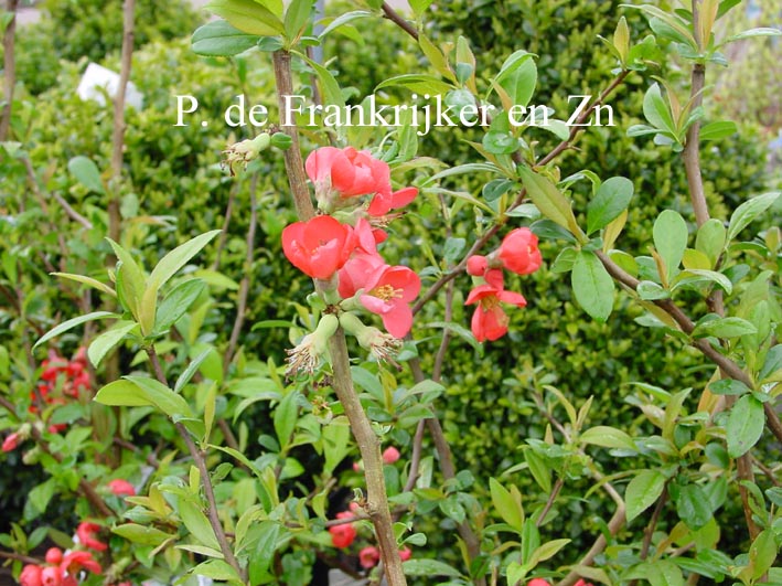 Chaenomeles speciosa 'Rubra'