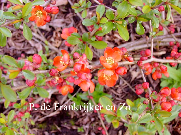 Chaenomeles japonica 'Sargentii'