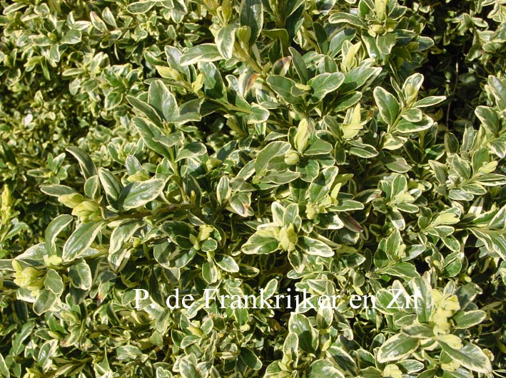 Buxus sempervirens 'Variegata'