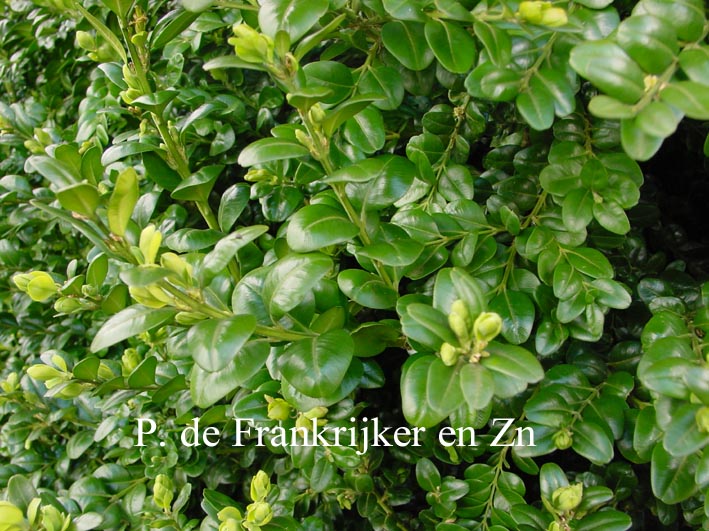 Buxus sempervirens 'Rotundifolia'