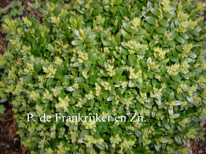 Buxus sempervirens 'Blauer Heinz'