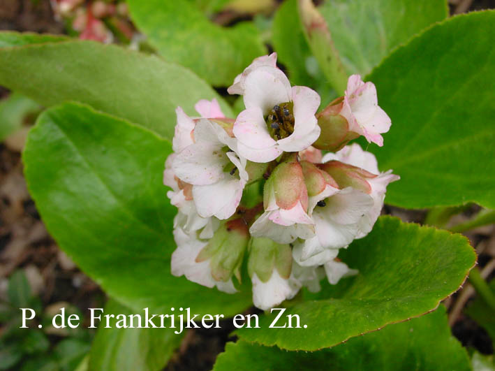 Bergenia 'Bressingham White'