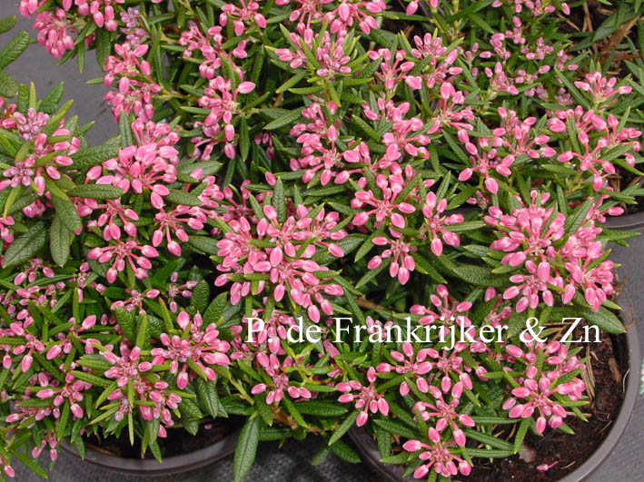 Andromeda polifolia 'Nikko'