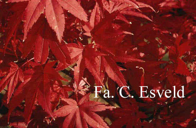 Acer palmatum 'Pixie'