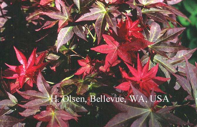 Acer palmatum 'Beni hoshi'