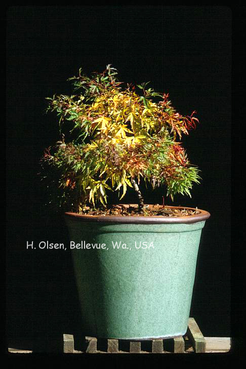 Acer palmatum 'Yuri hime'