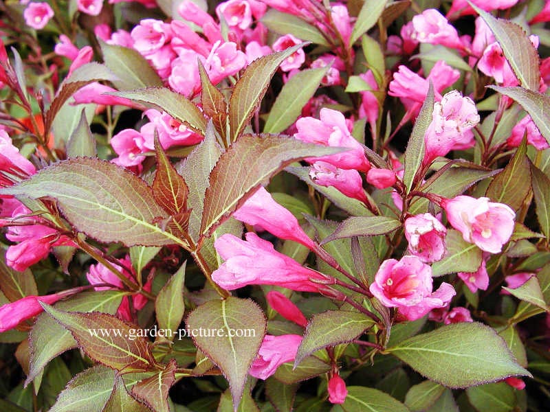 Weigela florida 'Victoria'