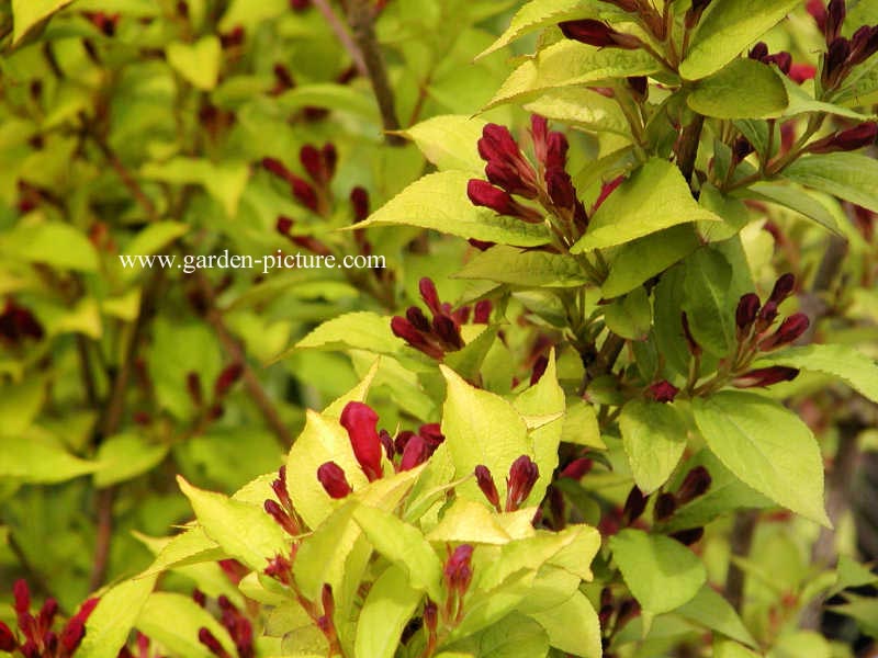 Weigela 'Looymansii Aurea'