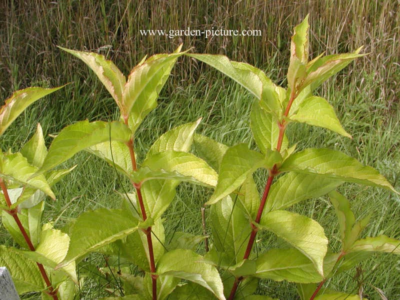 Weigela 'Looymansii Aurea'