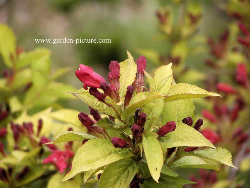 Weigela 'Looymansii Aurea'