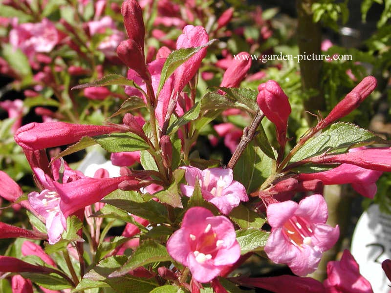 Weigela 'Minuet'